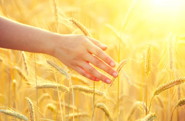 Mano della ragazza toccando le orecchie di grano giallo — Foto Stock