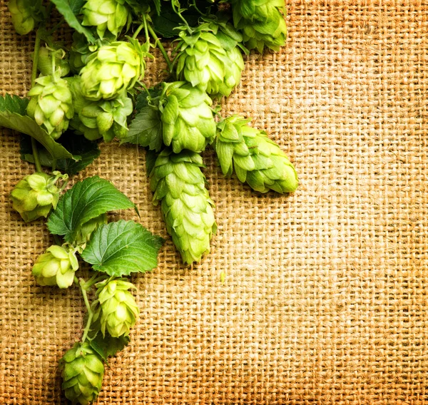 Frischer Hopfen mit Blättern und Zapfen — Stockfoto