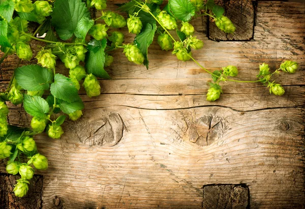 Hopfenzweig über hölzernen Tischhintergrund. — Stockfoto