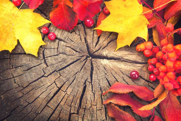 Höstens bakgrund med färgglada löv Stockfoto