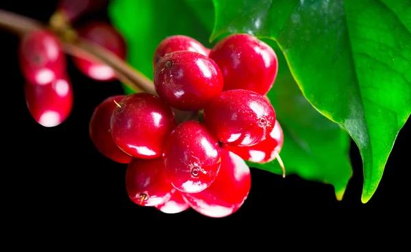 Kaffeepflanze. rote Kaffeebohnen — Stockfoto