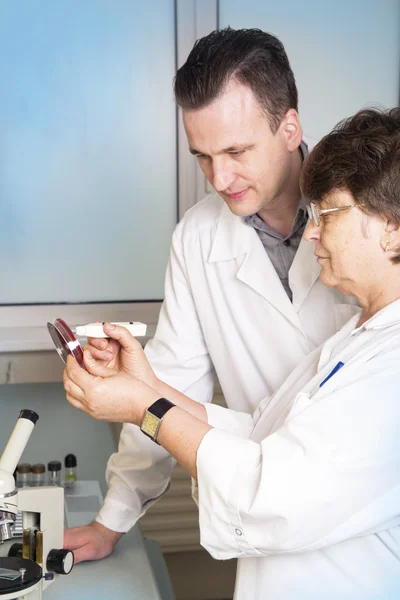 Laborassistenten untersuchen Petri — Stockfoto