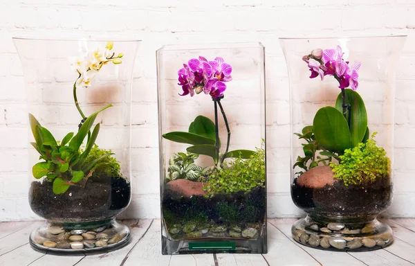 Fleurs Orchidée Sur Fond Blanc Bois Dans Les Terrariums Gros Images De Stock Libres De Droits