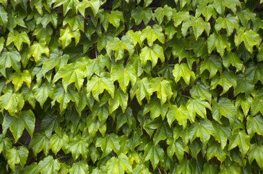 Üzüm yaprakları arka plan