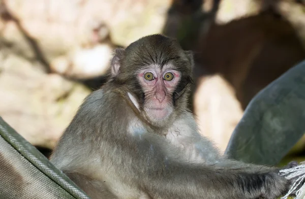 Monkey macaque in the zoo — Stock Photo, Image