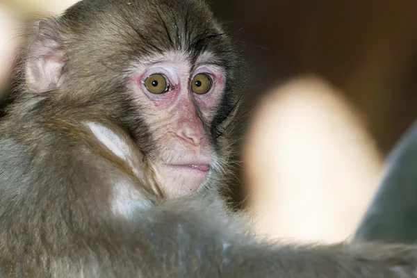 Monkey macaque in the zoo — Stock Photo, Image