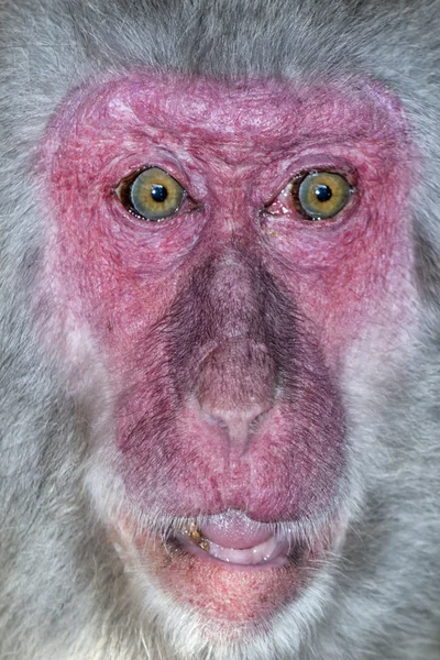 動物園で猿ヒヒ — ストック写真