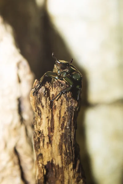 Lucanus cervus bug — Stock Photo, Image