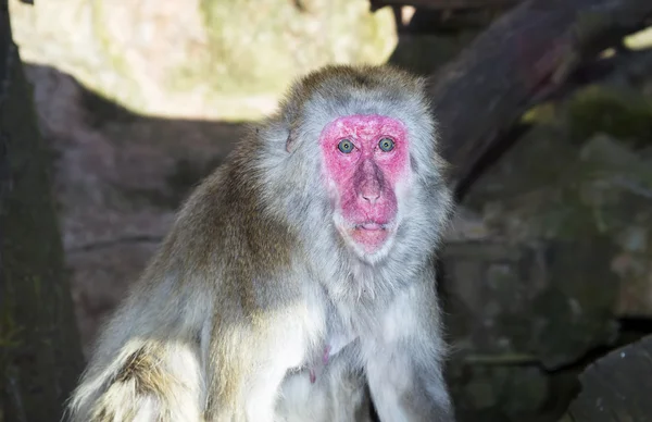 Monkey baboon in the zoo — Stock Photo, Image