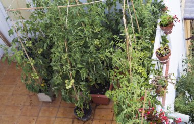 Bir balkonda domates yetiştirme