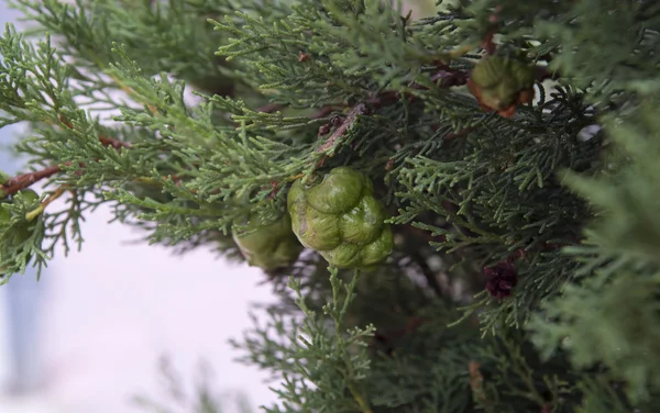 Rama de thuja con cono — Foto de Stock