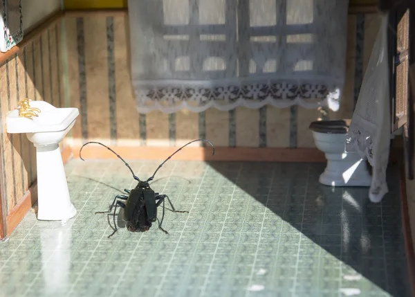 Тараканы в доме. Концепция . — стоковое фото