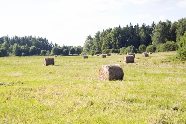 Balíky sena na poli po sklizni — Stock fotografie