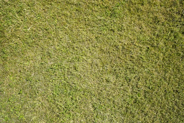 Campo de textur grama verde fresco — Fotografia de Stock
