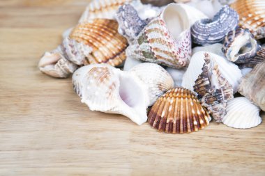 Birlikte bir arka plan gibi kazıklı farklı deniz kabuklarını.