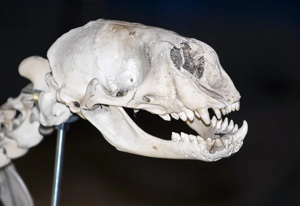 Profilo del cranio isolato su sfondo nero — Foto Stock
