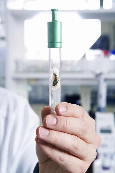 Cientista que observa o tubo de ensaio no laboratório — Fotografia de Stock