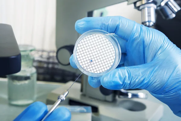 Microbiologist hand cultivating a petri dish beside microscope. — Stock Photo, Image