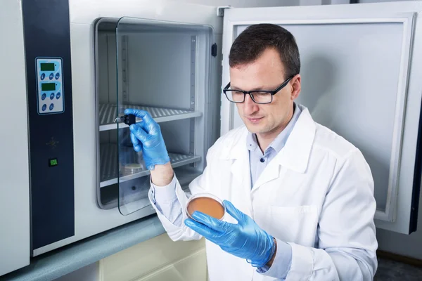 Microbiólogo mão cultivando uma placa de Petri com loops de inoculação, ao lado de autoclave . — Fotografia de Stock