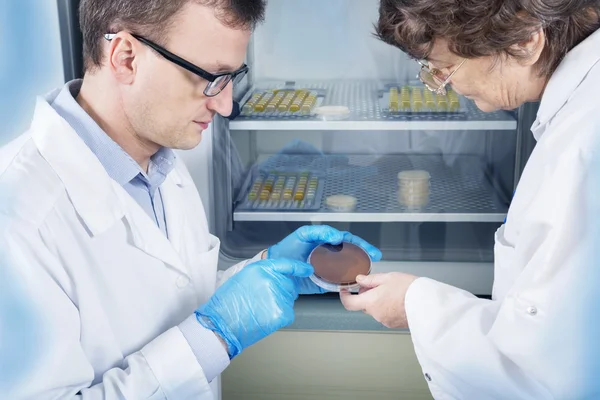 Microbiólogo mão cultivando uma placa de Petri com loops de inoculação, ao lado de autoclave . — Fotografia de Stock
