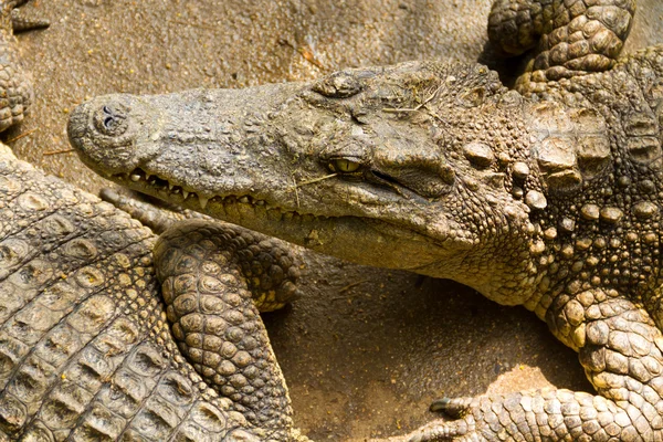 Head of crocodile — Stock Photo, Image