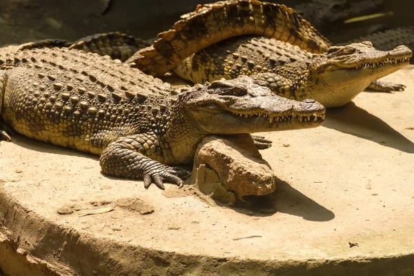 Crocodile basking in the ground — Stock Photo, Image