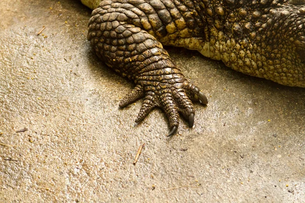 Foot crocodile — Stock Photo, Image