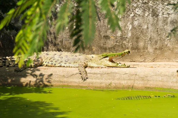 Crocodile basking in the ground — Stock Photo, Image