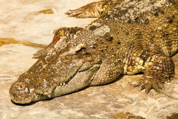 Crocodile se prélassant dans le sol — Photo