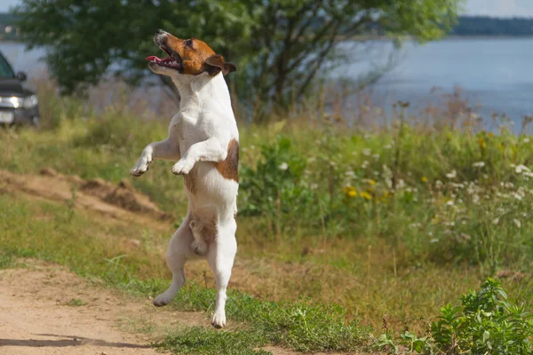 Прыжки с собаками — стоковое фото