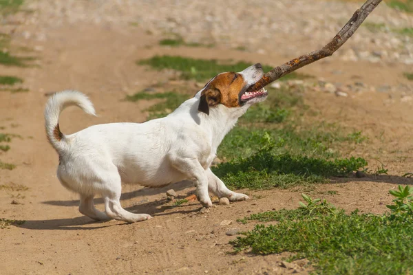 sopa ile köpek