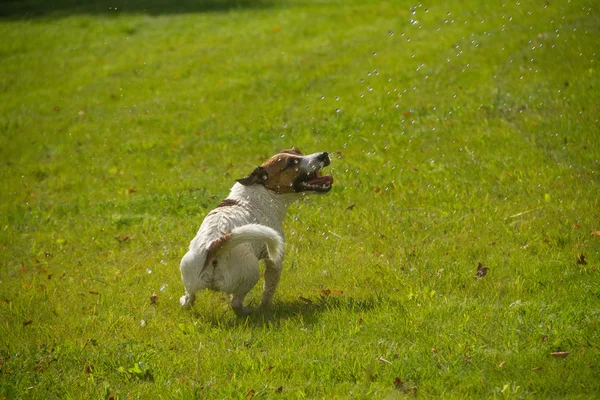 Dog playing with drops — Stock Photo, Image
