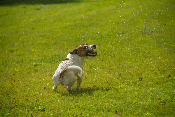 Damla ile oynayan köpek