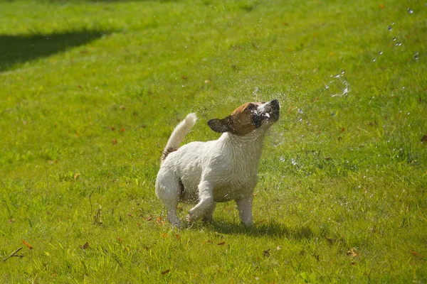 Pies gra z kropli — Zdjęcie stockowe