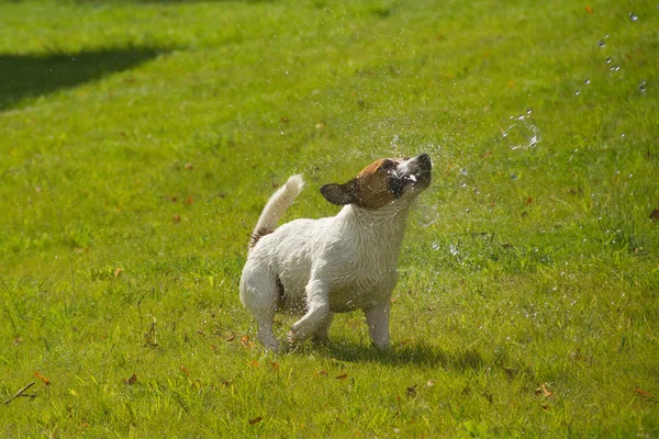 Damla ile oynayan köpek