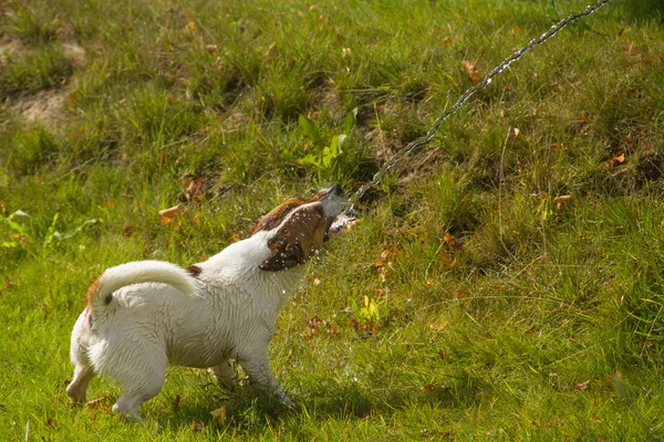 滴で遊ぶ犬 — ストック写真