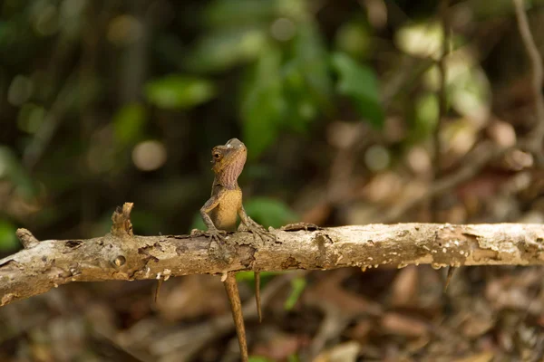 Lizard on a stick — Stock Photo, Image