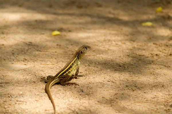 Lagarto no caminho arenoso — Fotografia de Stock