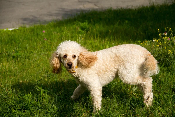 White poodle on a lawn — Stock Photo, Image