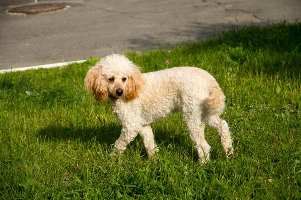 White poodle on a lawn — Stock Photo, Image