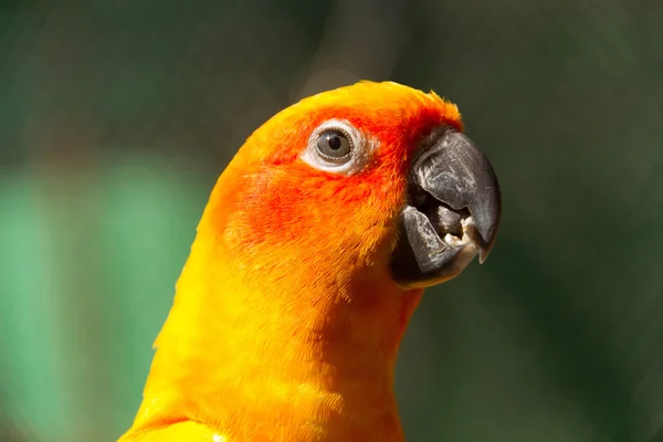 Ritratto di un pappagallo — Foto Stock