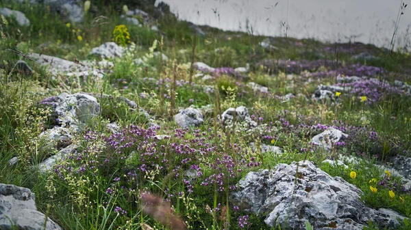 Flores silvestres de montaña en el prado — Foto de Stock