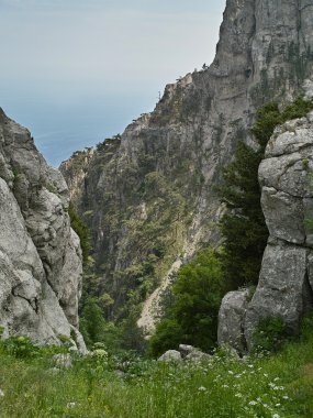 Çam ağaçları ile dağ gorge
