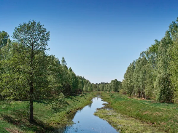 Pequeño río en bosque caducifolio — Foto de Stock