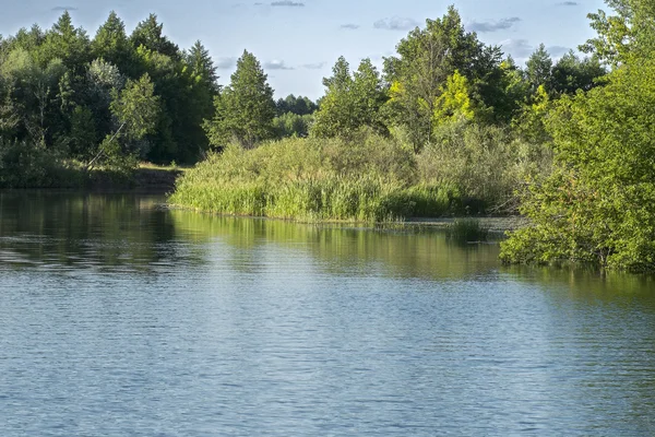 Río en bosque caducifolio — Foto de Stock