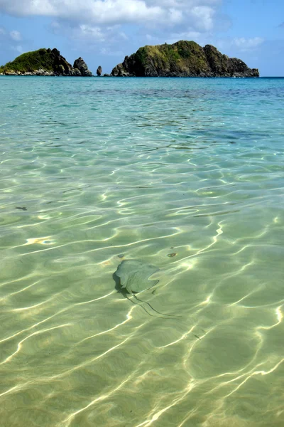 Plage de mer cristalline à Fernando de Noronha, Brésil — Photo