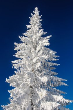 Çam ağacı ve kar blu gökyüzü arka plan üzerinde