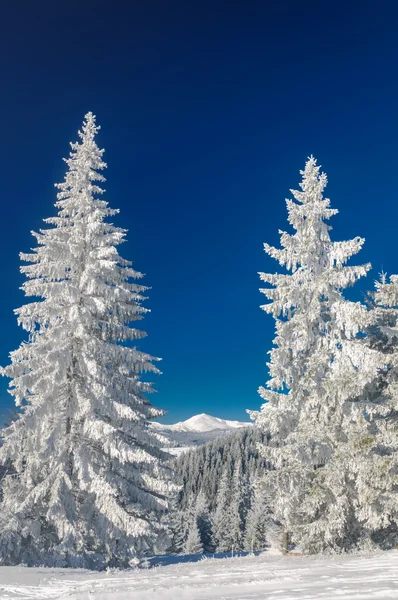 Paesaggio invernale in montagna con abete — Foto Stock