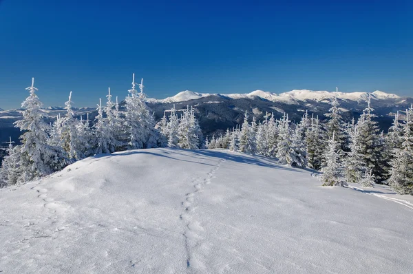 Paisagem de inverno em montanhas com abetos Imagens Royalty-Free