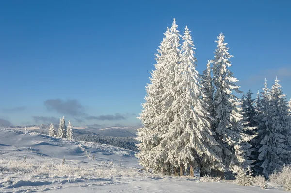 Paisagem de inverno em montanhas com abetos — Fotografia de Stock